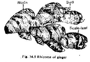 CBSE Class 12 Biology Reproduction in Organisms Practice Worksheet for